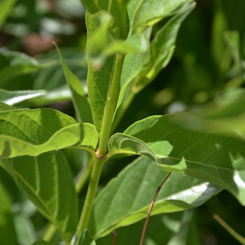 Common Buttonbush is a native plants found mostly in the eastern half of the United States. The leaves are large and in pairs or in whorls of 3 as in the photo, often broadly lanceolate to oblong-ovate or also elliptic. The upper half of the leaf is glossy and the bottom is much duller, both sides are hairless. Cephalanthus occidentalis